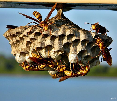 Wasp Nest