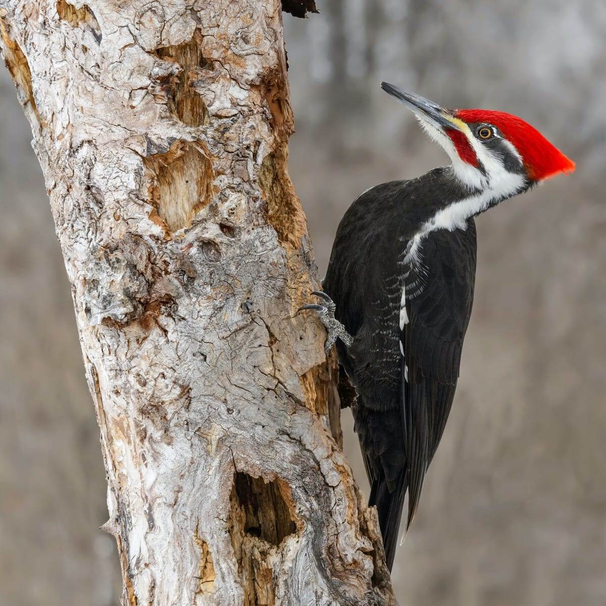 Woodpeckers