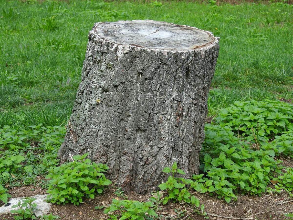 tree stump removal