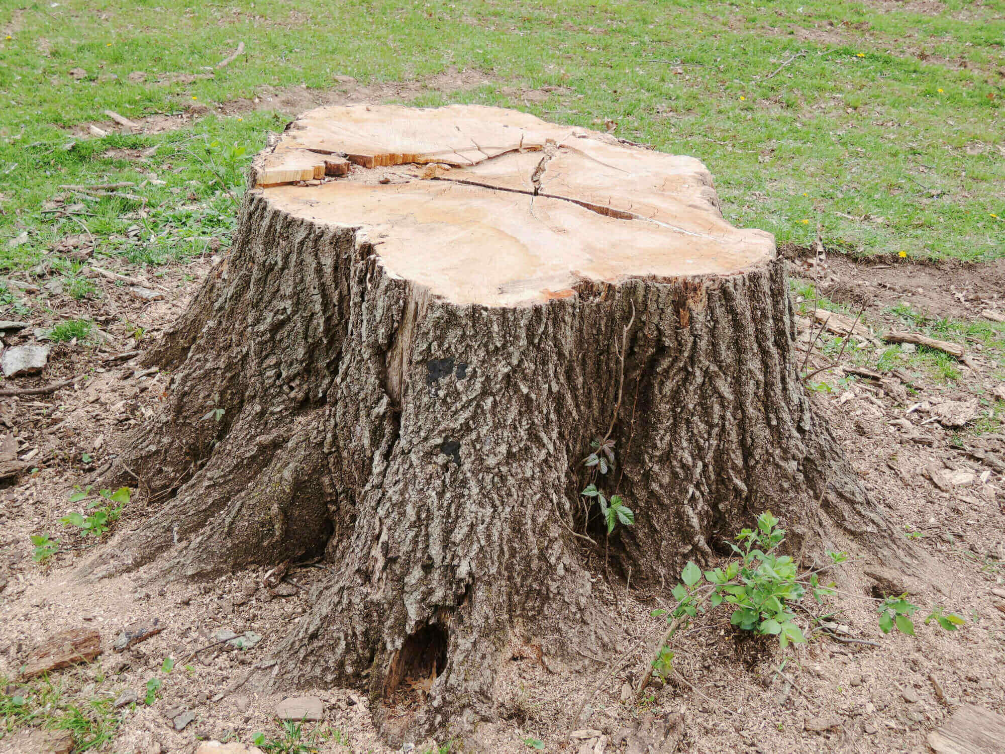 tree stump