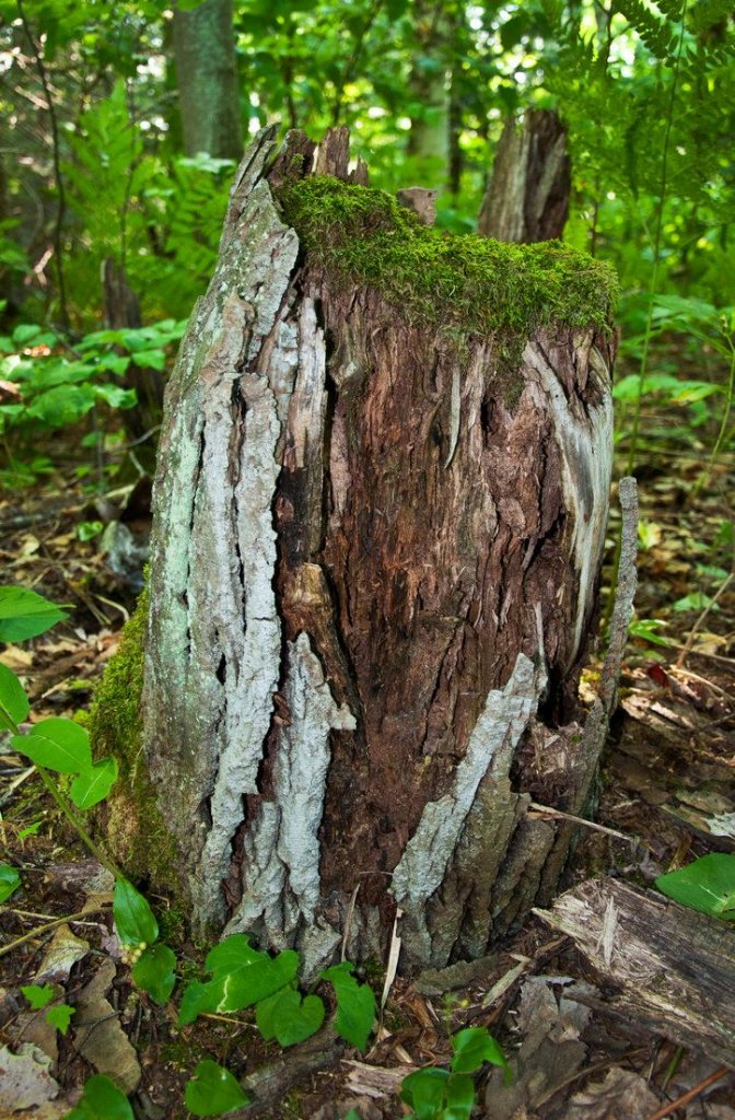 7 Easy Steps To Rot A Tree Stump Quickly Eathappyproject