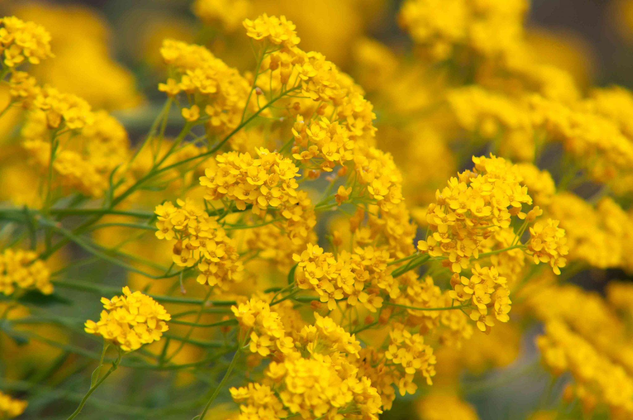 14 Yellow Flowering Herbs: The Most Beautiful Herbs with Yellow Flowers ...