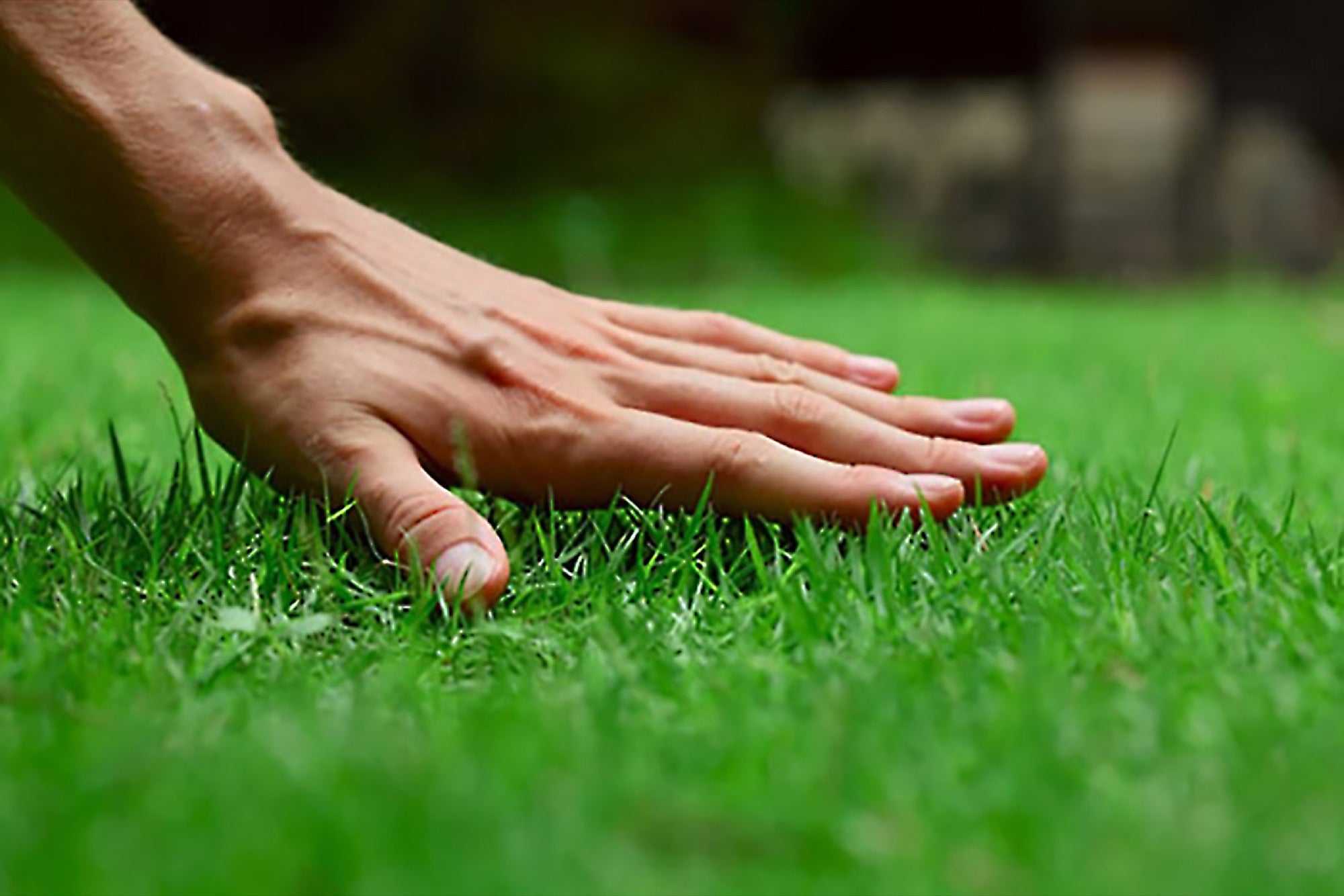 5 Creative Ways to Cut Grass Without A awn Mower