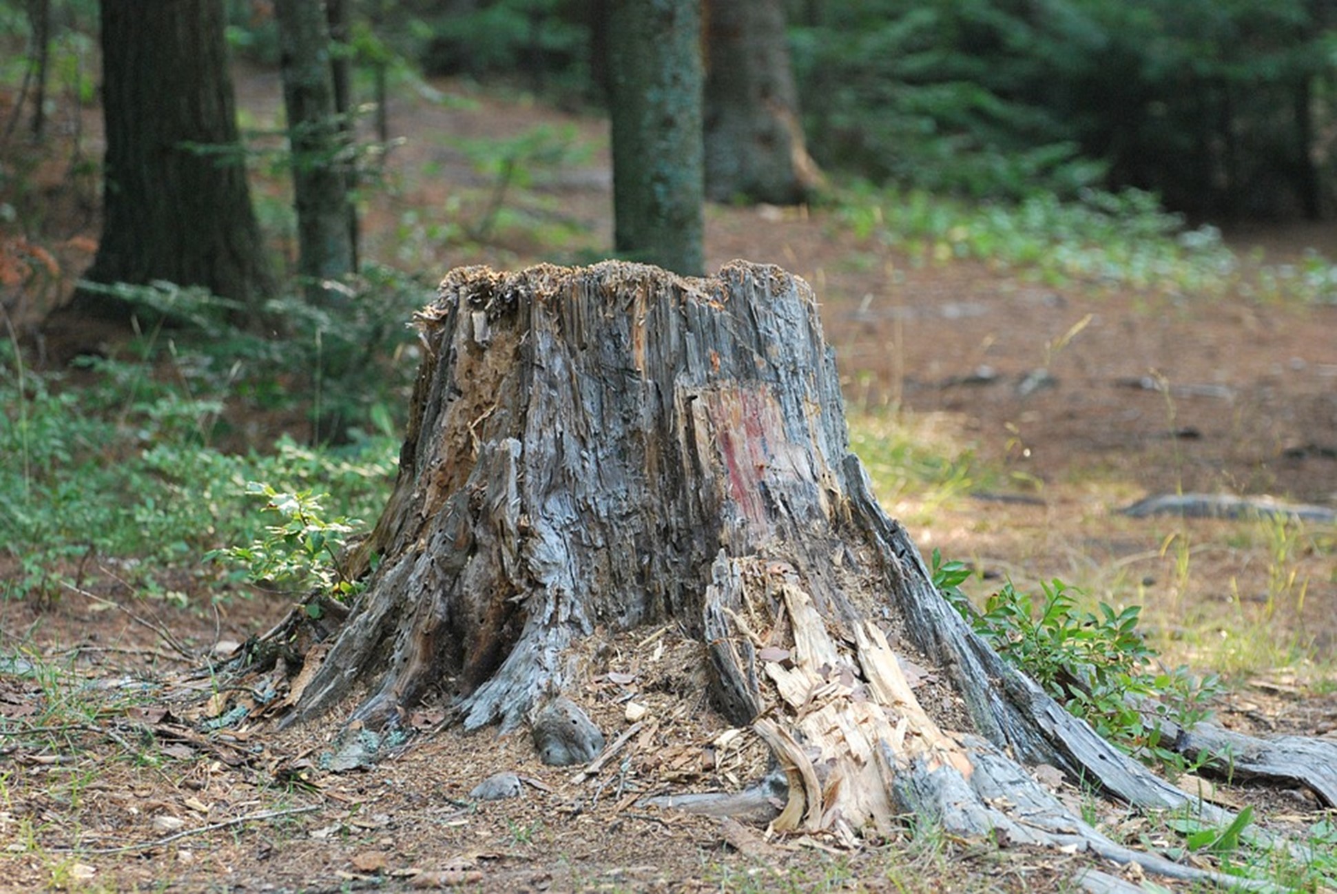 5 Methods for Tree Stump Removal!