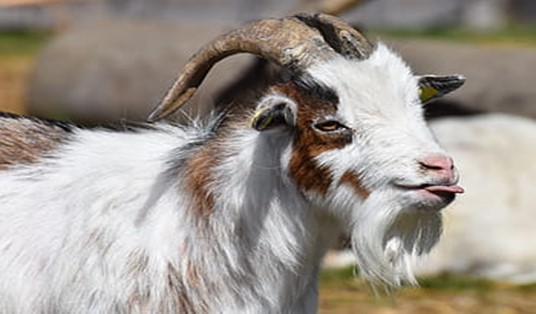 A Wether Goat Is Cheaper to Buy