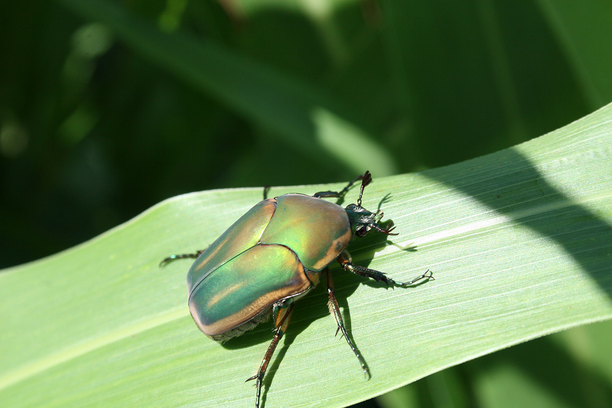 Adult Green Beetle
