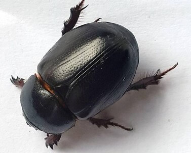 African Black Beetle