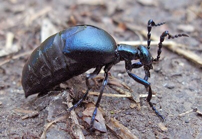 American Oil Beetle