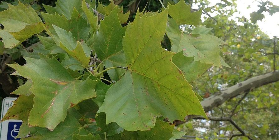 American Sycamore