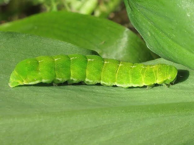 Angle Shades Moth Caterpillar