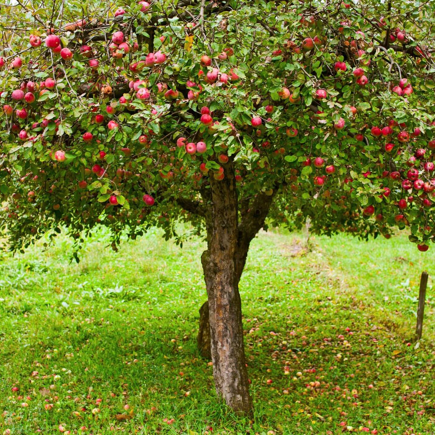 Apple Trees