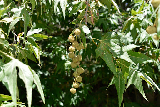 Arizona Sycamore