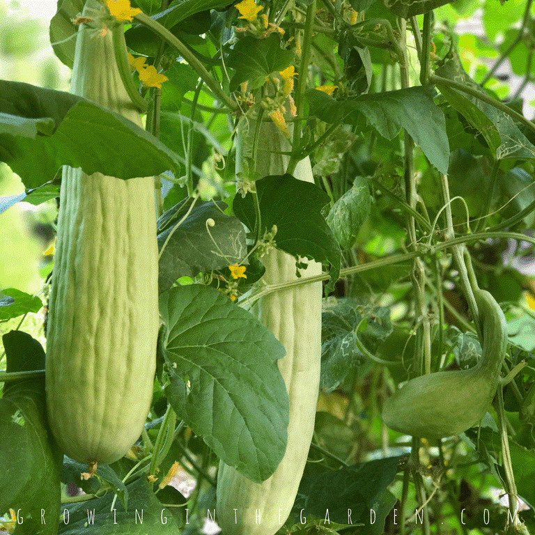 Armenian Cucumbers Thrive in Hot Summers