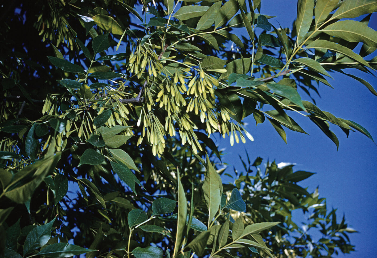 Ash Trees