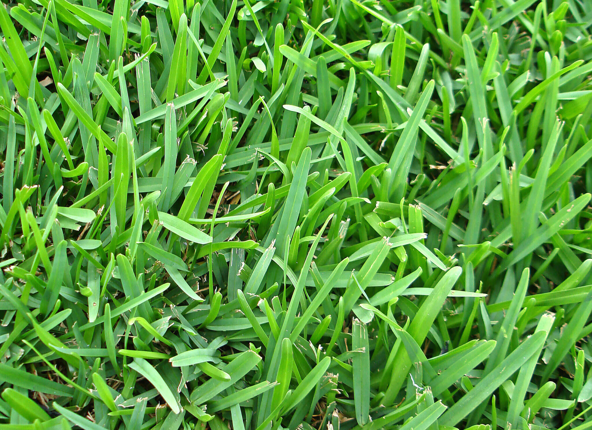 Augustine Grass