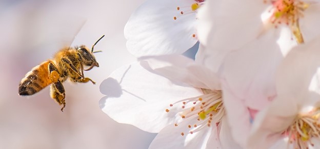 Avoid Planting Flowers and Plants with Attractive Scents