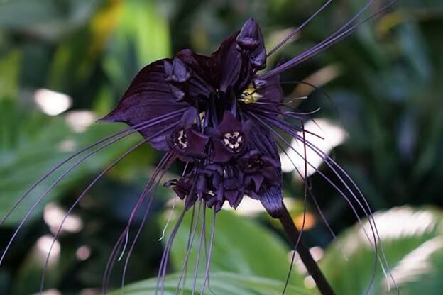 Bat Orchid