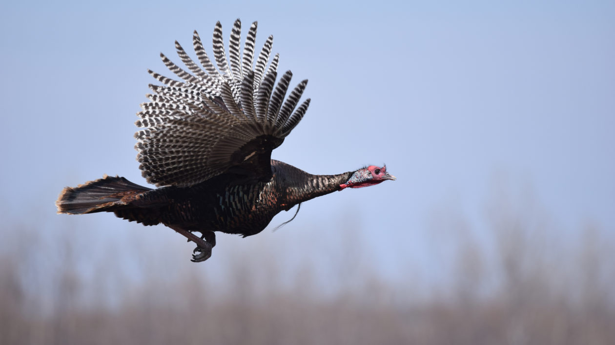 Turkey Hunting; How to tell the difference between Jake and Long Beard ...