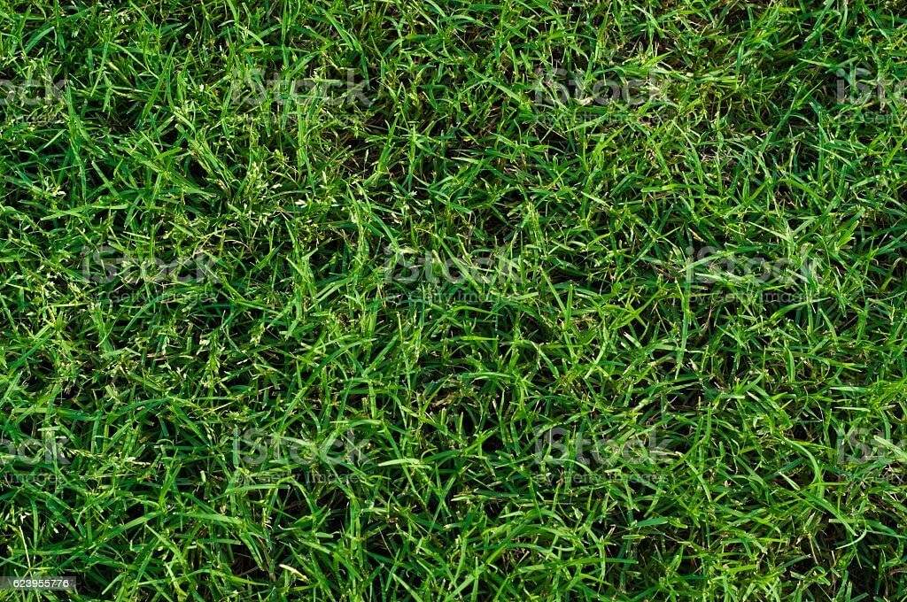 Green landscaped bermuda grass background close up.