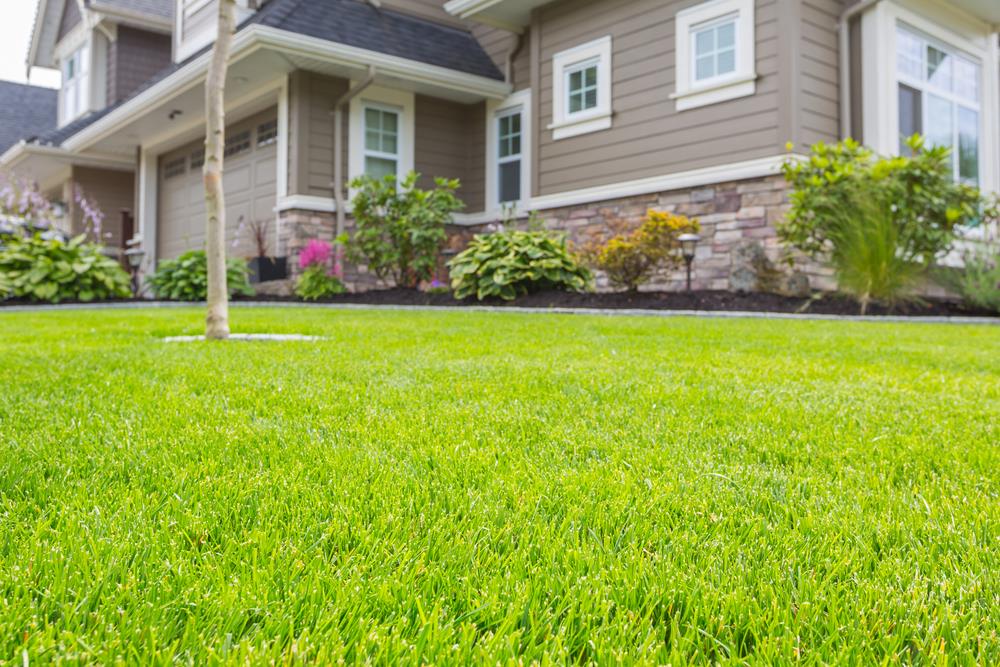 Growing Grass In Sandy Soil Michigan