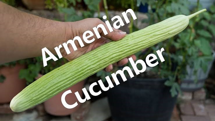 Best Tips to Grow Armenian Cucumber