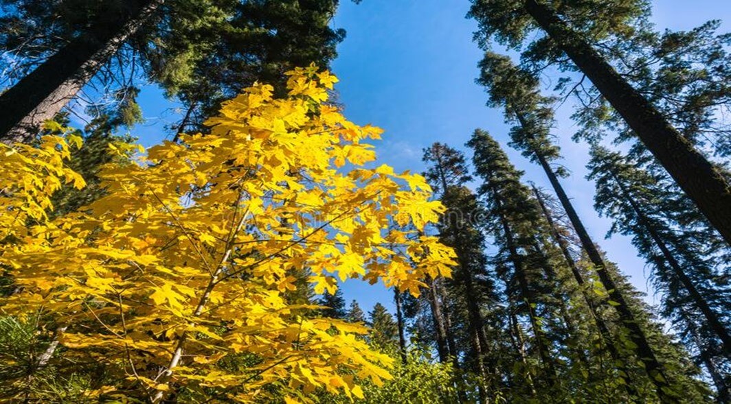 Big Leaf Maple Tree