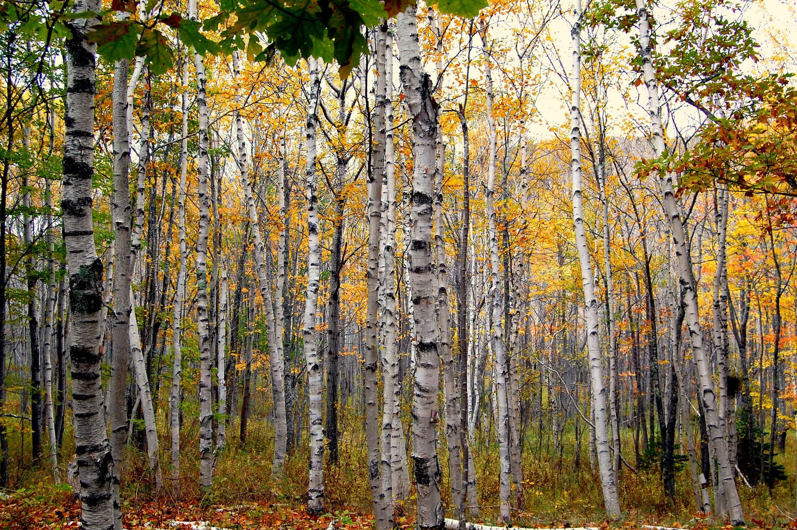 Birch Trees