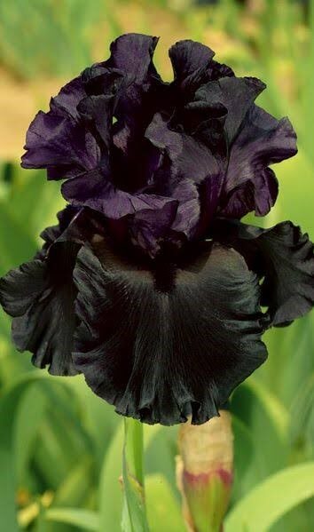 Black Bearded Iris