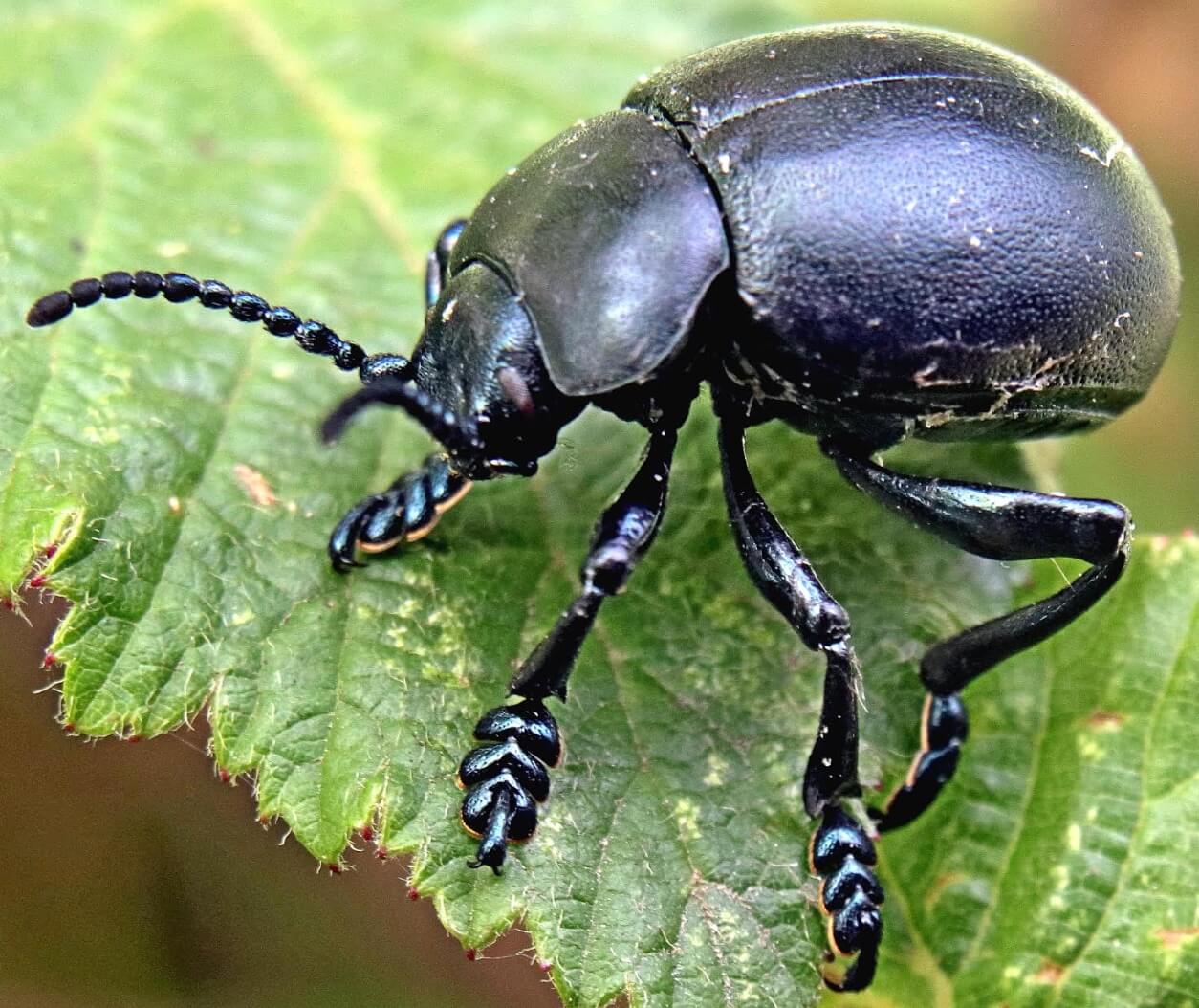 Black Beetles With Their Identifications 