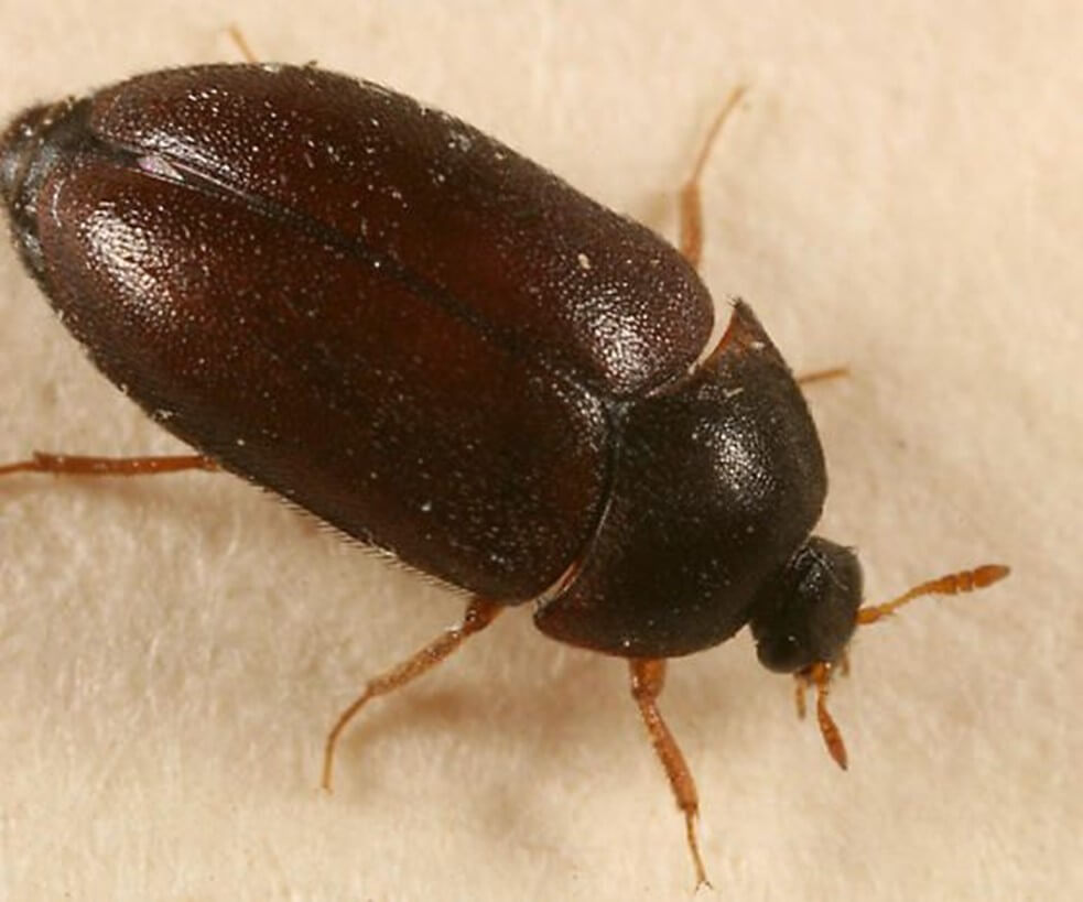 Black And White Carpet Beetle at Anna Holmes blog