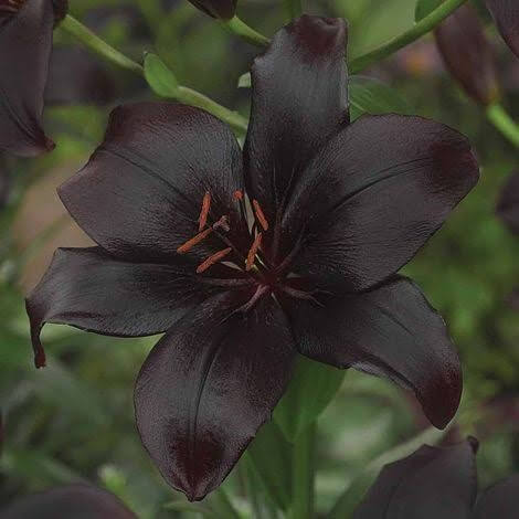 'Black Charm' Asiatic Lily