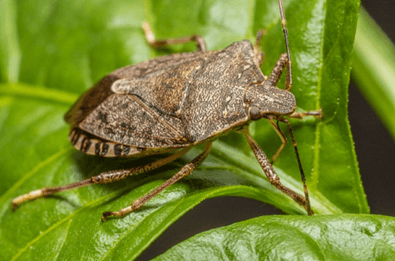 Black Stink Beetle