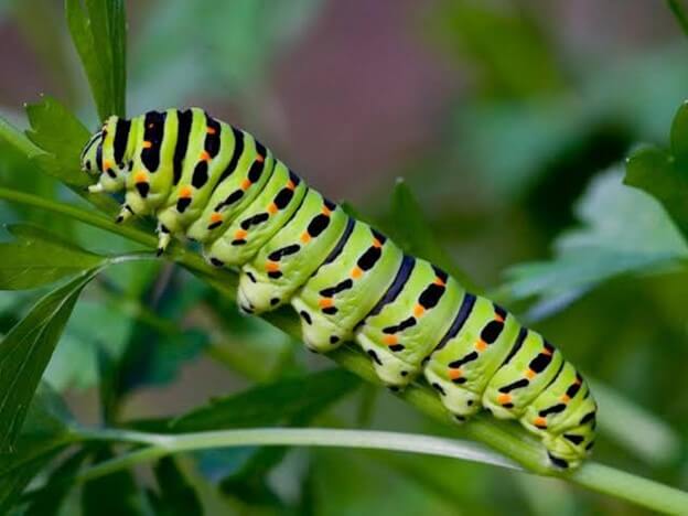 Black Swallowtail Butterfly Caterpillar