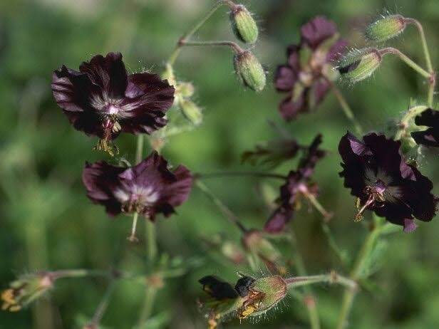 'Black Widow' Cranesbill Geranium