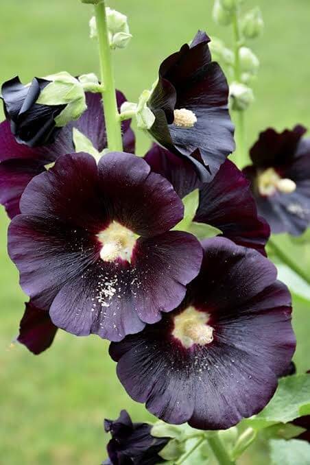 'Blacknight' Holly Hock (Alcae Rosa)