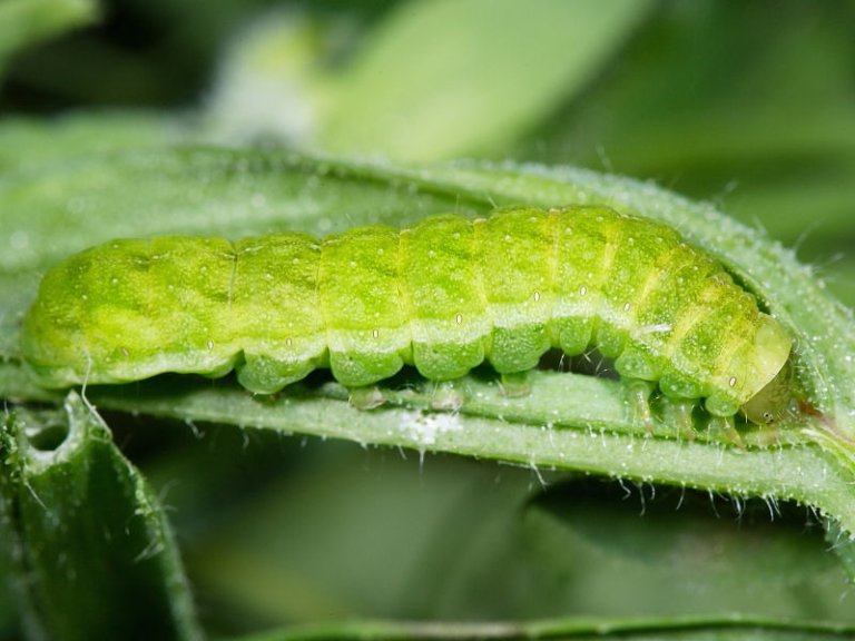 Bright Green Caterpillars