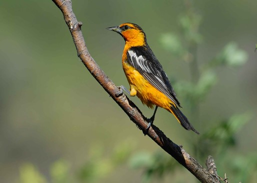 Bullock's Orioles