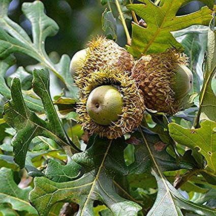 Bur Oak Trees