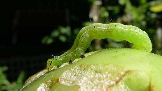 Cabbage Looper Caterpillars