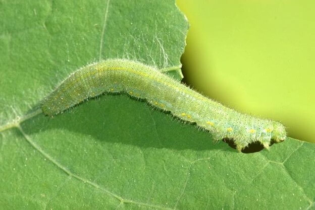 Hickory Horned Devil Moth Caterpillar