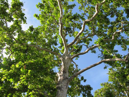 California Sycamore