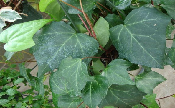 Canarian Ivy