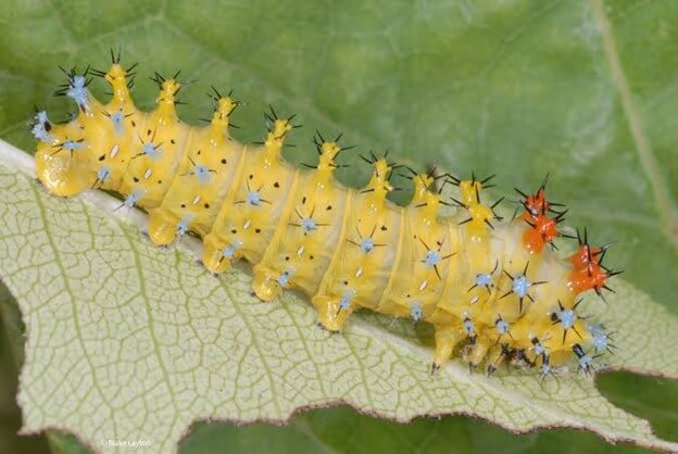 Cecropia Moth Caterpillar