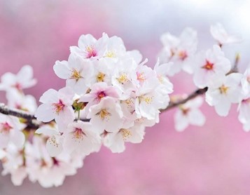 Cherry Blossom