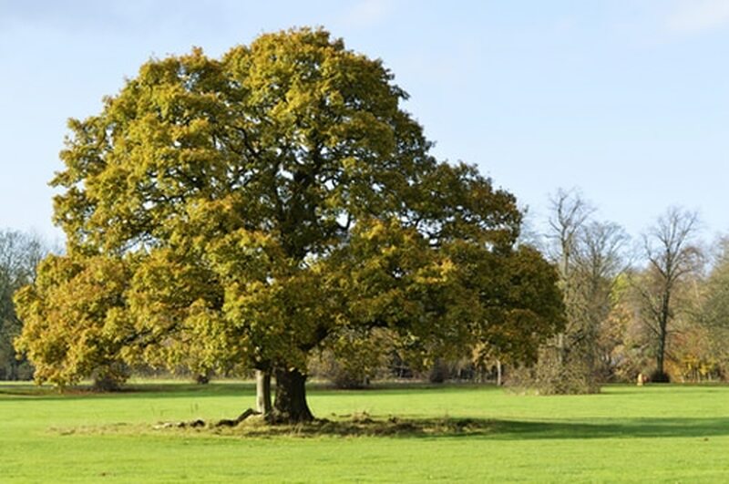 Chestnut Oak Trees