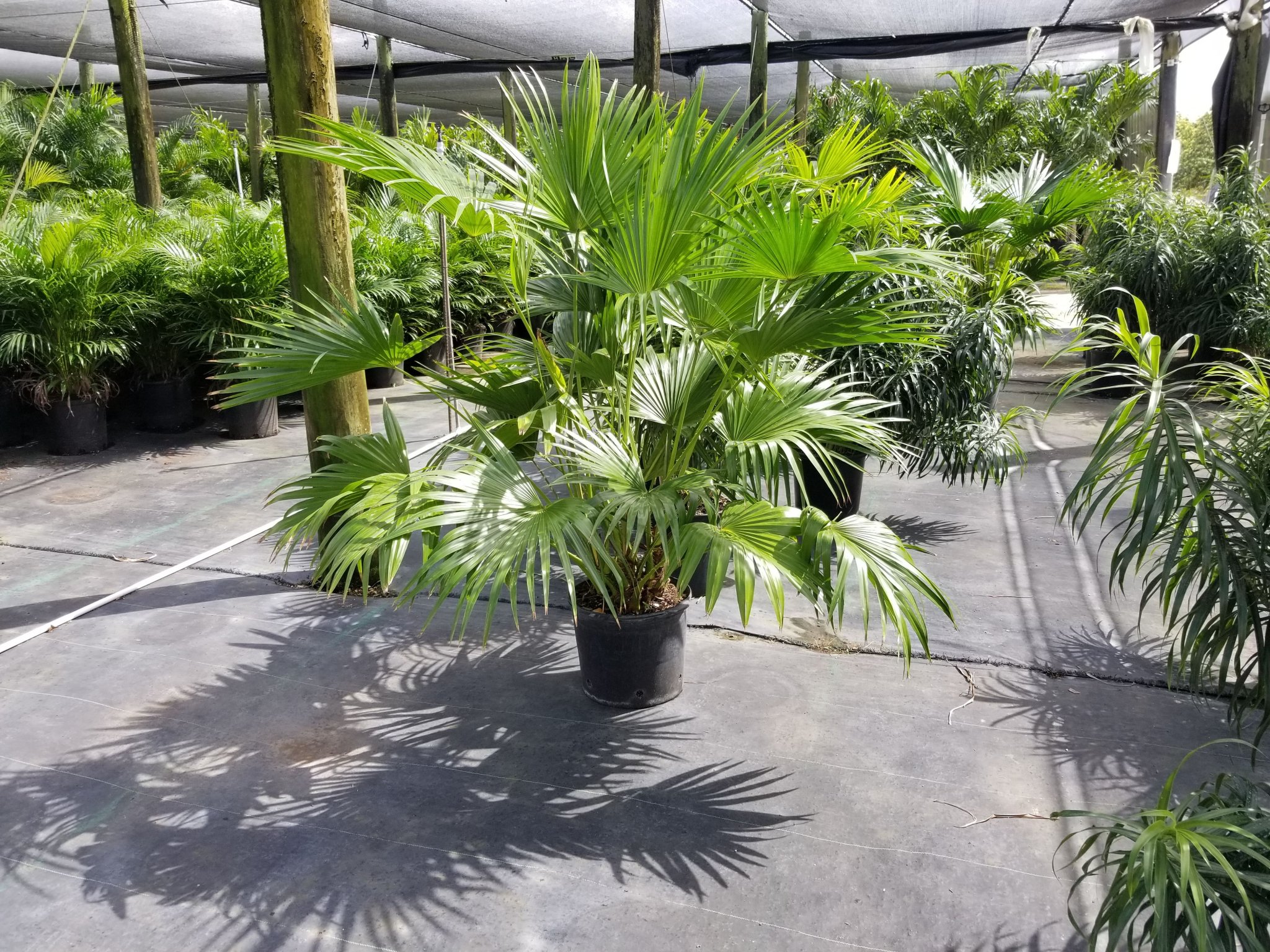 Palm Trees Identification Guide (Pictures and Names) - EatHappyProject