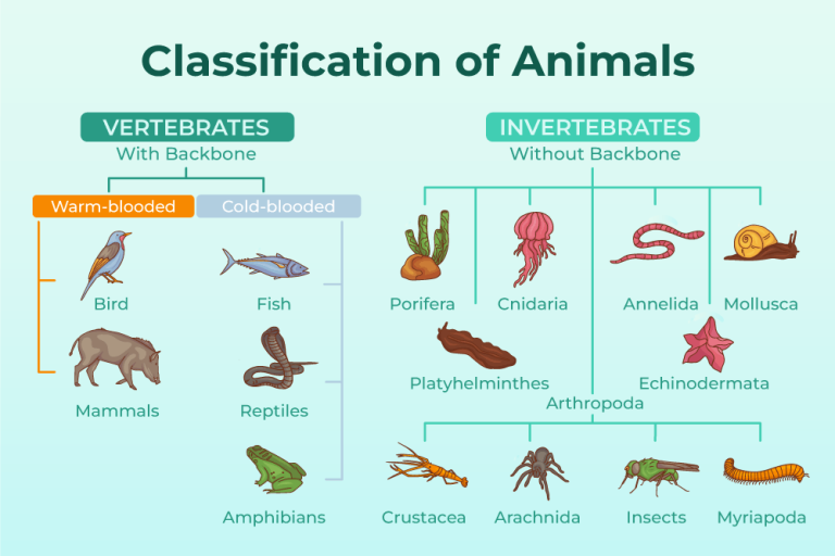 Ultimate Guide: Learn About Different Animal Classes