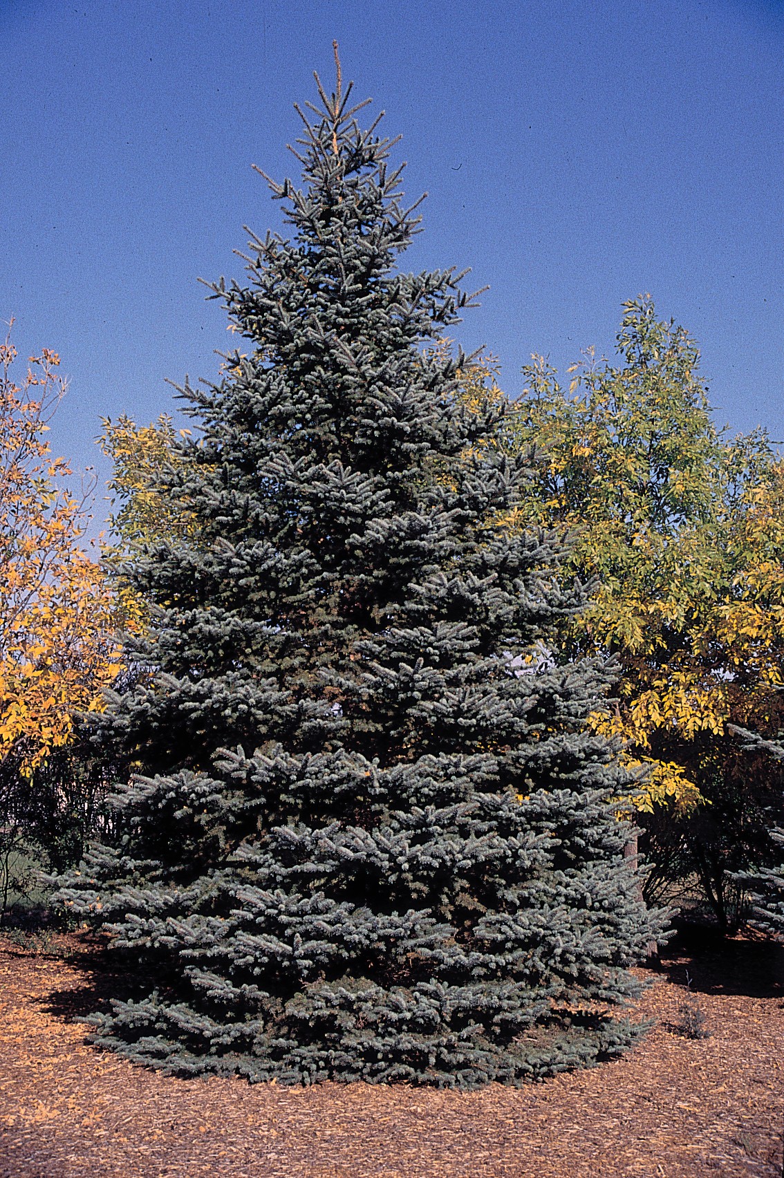 Colaoraado Blue Spruce