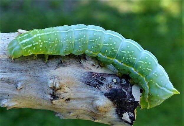 Copper Underwing Moth Caterpillar