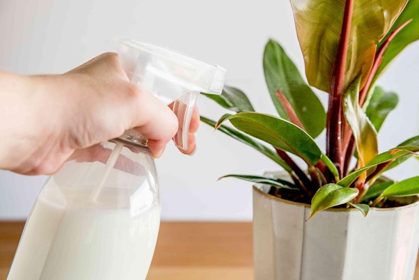 Cow’s Milk to Eliminate White Mold on Plants